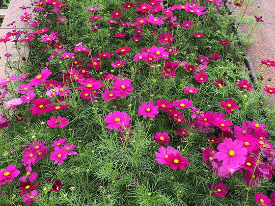 贺州鲜花绿植店|设计小区绿化